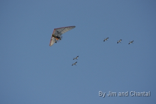  Young whooping cranes adjust flight as pilot Brooke Pennypacker circles once.