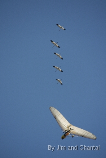 "St. Mark's 5" whooping cranes of 2010 glide away,toward their winter home in St. Mark's NWR, Florida.