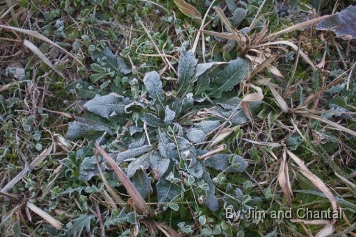  Frost on the ground this chilly morning  Operation Migration at St. Marks Florida, January 2010