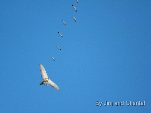  The first 7 young Whooping Cranes to fly over St. Mark's, Florida in over a century follow Operation Migration pilot Richard Van Heuvelen over admiring crowd.  Early morning sunlight lit up the birds' secondary feathers as they flew west to their winter pen site on St. Mark's National Wildlife Refuge.  Whooping Crane flyover, St. Mark's, Florida, January 17, 2009.