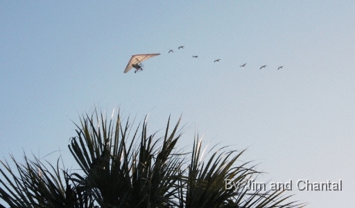  "The cranes, ooooooohh!" intones the crowd as 7 young Whooping Cranes follow Operation Migration pilot Richard Van Heuvelen into view over a Sabal palmetto along the St. Mark's River in north Florida.  Whooping Crane flyover, St. Mark's, Florida, January 17, 2009.