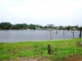 shell-point-basin1