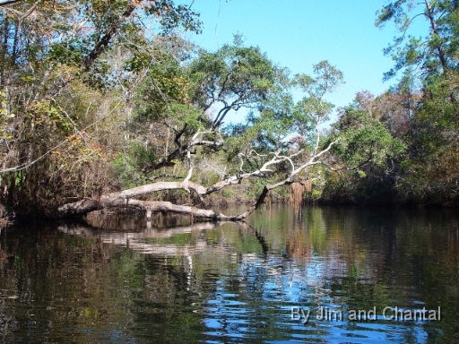  St. Marks river upstream from the US 98 bridge.