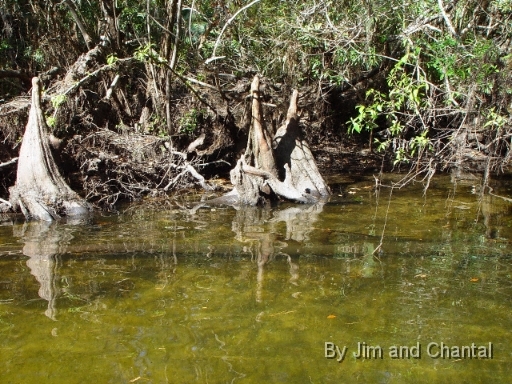  St. Marks river upstream from the US 98 bridge.
