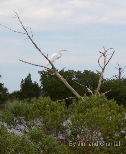  Great Egret  Saint Marks National Wildlife Refuge