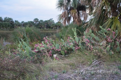  Fruting Opuntia cactus near boat channel  Saint Marks National Wildlife Refuge