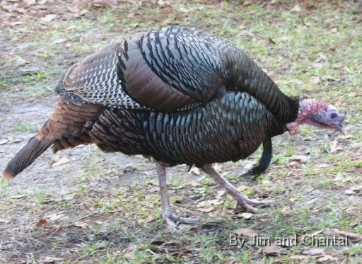  Live turkey at the 2010 Wildlife Heritage & Outdoors Festival   St. Marks National Wildlife Refuge