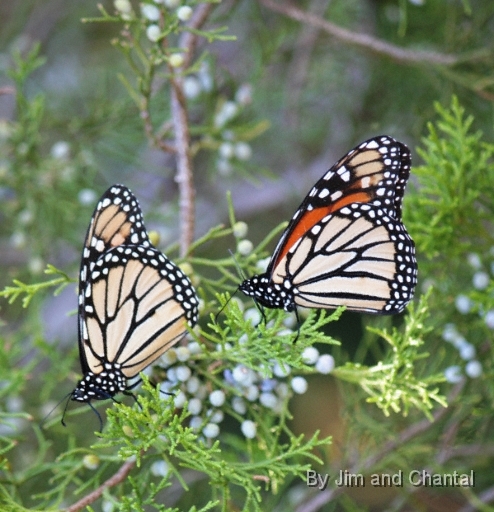  Monarch Butterfly  Saint Marks National Wildlife Refuge