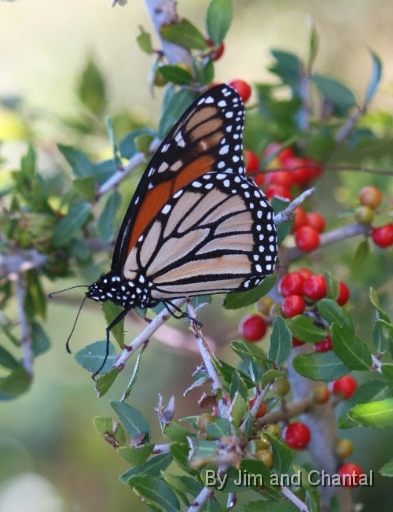  Monarch Butterfly  Saint Marks National Wildlife Refuge