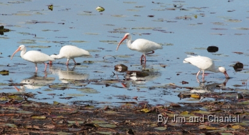  White Ibises  Saint Marks National Wildlife Refuge