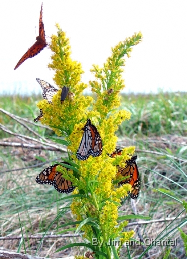  Another view of a Gulf Fritillary and Monarchs  Saint Marks National Wildlife Refuge
