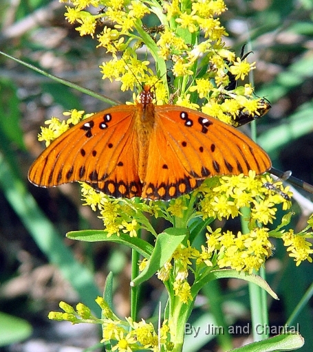  Gulf Fritillary  Saint Marks National Wildlife Refuge