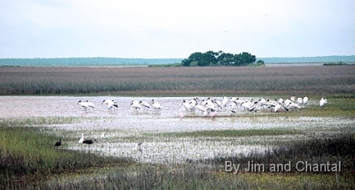  Mixed flock of Roseate Spoonbills (Ajaia Ajaja) and Wood Storks at St. Marks National Wildlife Refuge, near Panacea, Florida.