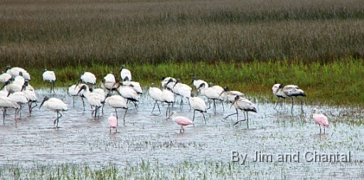  Mixed flock of Roseate Spoonbills (Ajaia Ajaja) and Wood Storks at St. Marks National Wildlife Refuge, near Panacea, Florida.