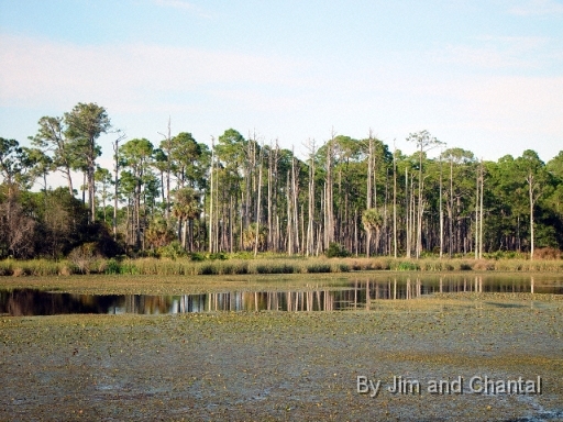  Headquarters Pond  Saint Marks National Wildlife Refuge