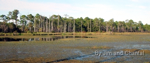  Headquarters Pond  Saint Marks National Wildlife Refuge