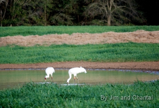  Whooping Cranes in a cow pasture near Tallahassee Florida