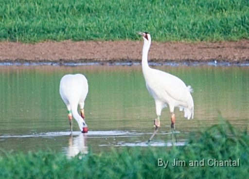  Whooping Cranes in a cow pasture near Tallahassee Florida