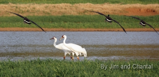  Whooping Cranes in a cow pasture near Tallahassee Florida