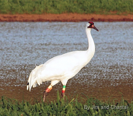  Whooping Cranes in a cow pasture near Tallahassee Florida