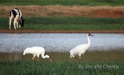  Whooping Cranes in a cow pasture near Tallahassee Florida