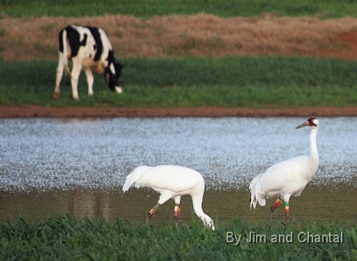  Whooping Cranes in a cow pasture near Tallahassee Florida