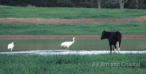  Whooping Cranes in a cow pasture near Tallahassee Florida