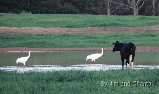  Whooping Cranes in a cow pasture near Tallahassee Florida