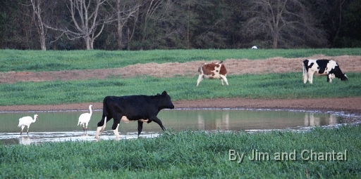  Whooping Cranes in a cow pasture near Tallahassee Florida