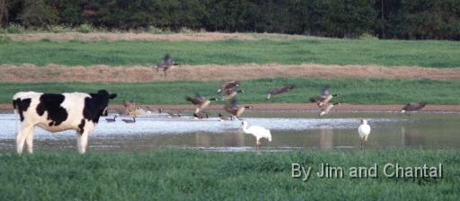  Whooping Cranes in a cow pasture near Tallahassee Florida