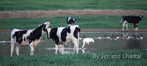  Whooping Cranes in a cow pasture near Tallahassee Florida