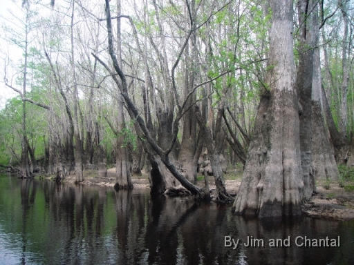  Tupelo Trees along Telogia creek