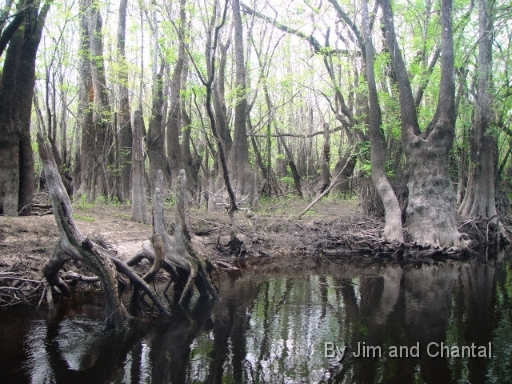  Tupelo Trees along Telogia creek