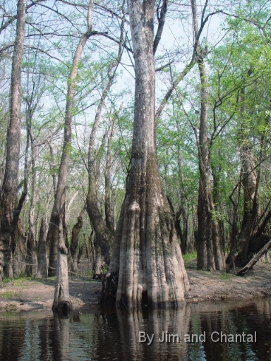  Tupelo Trees along Telogia creek