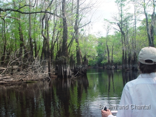  Tupelo Trees along Telogia creek