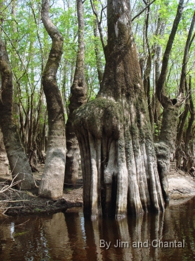  Tupelo Trees along Telogia creek