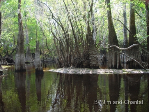  Tupelo Trees along Telogia creek
