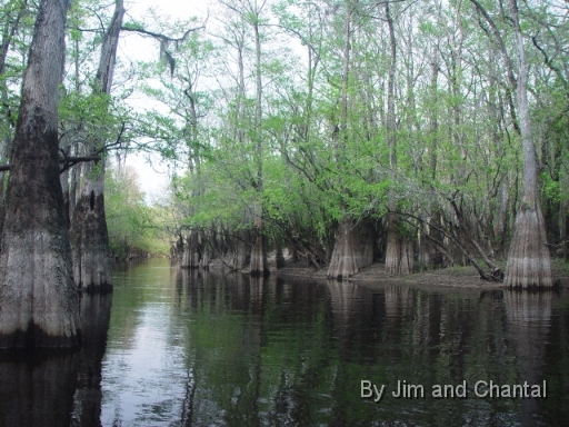  Tupelo Trees along Telogia creek