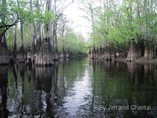  Tupelo Trees along Telogia creek