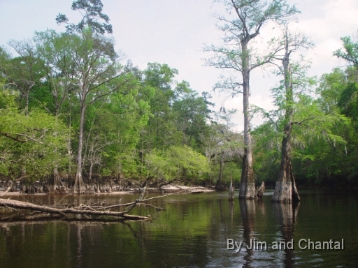  Tupelo Trees along Telogia creek
