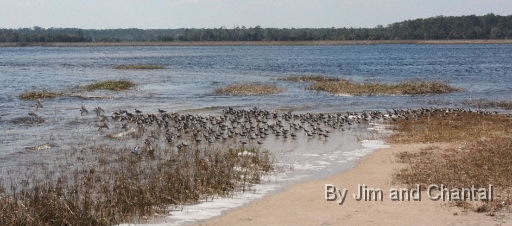  Images from Wakulla Beach Florida