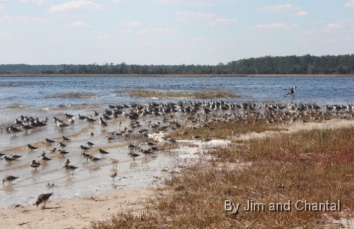  Images from Wakulla Beach Florida