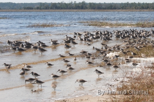  Images from Wakulla Beach Florida